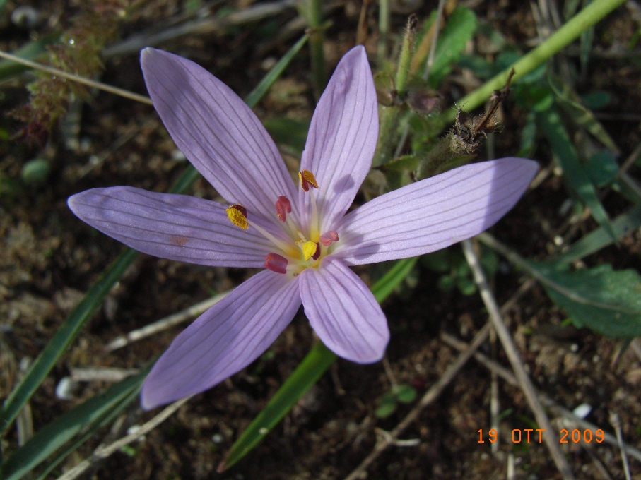 Colchicum cupanii / Colchico di Cupani